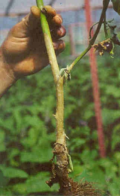 Patlıcan kökboğazında beyaz çürüklük.